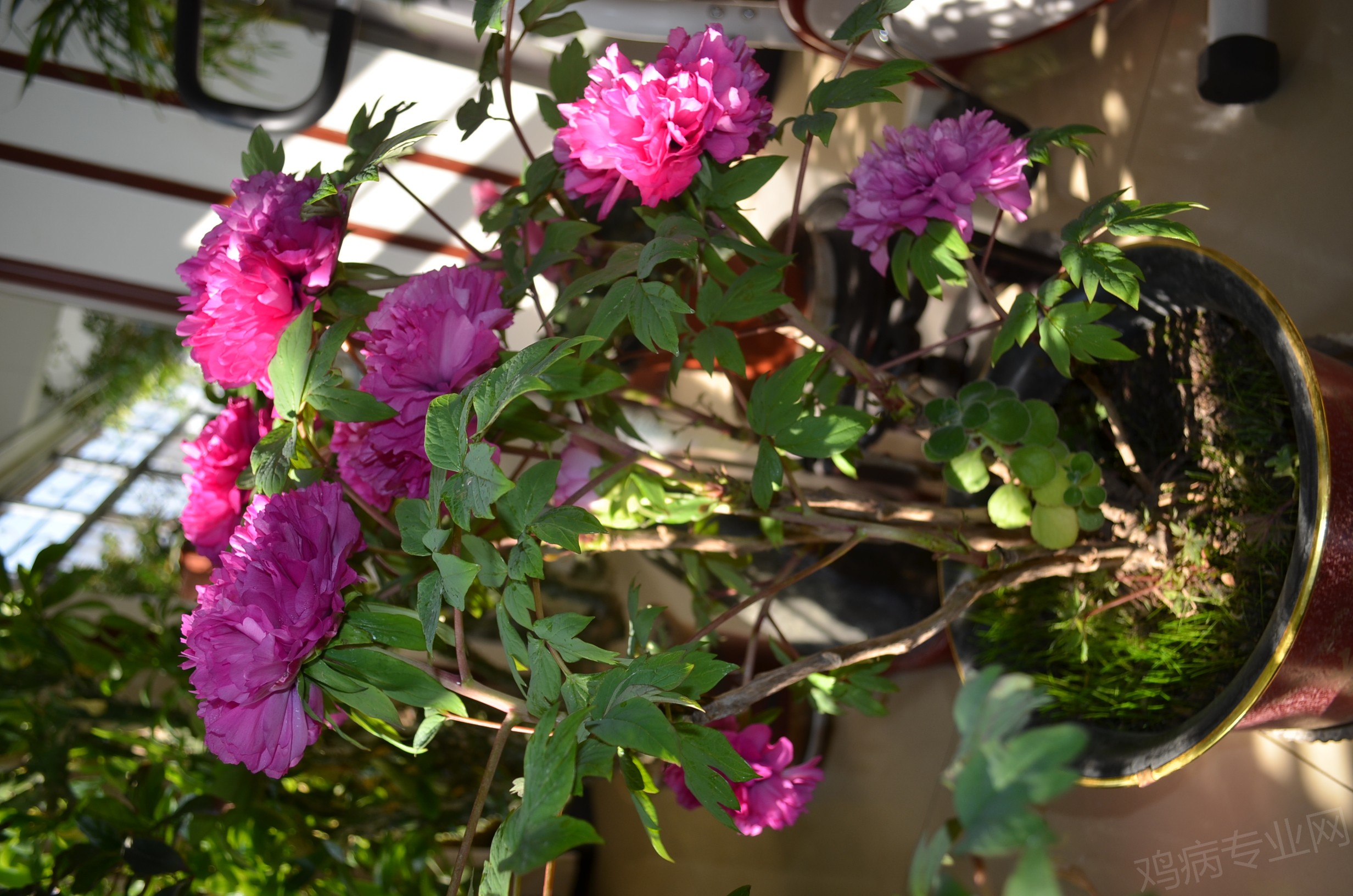DSC_1066.JPG