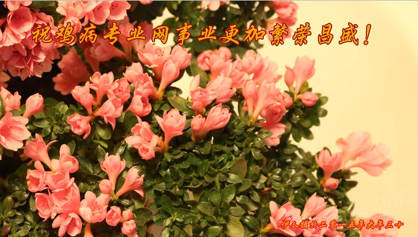 山花烂漫.jpg