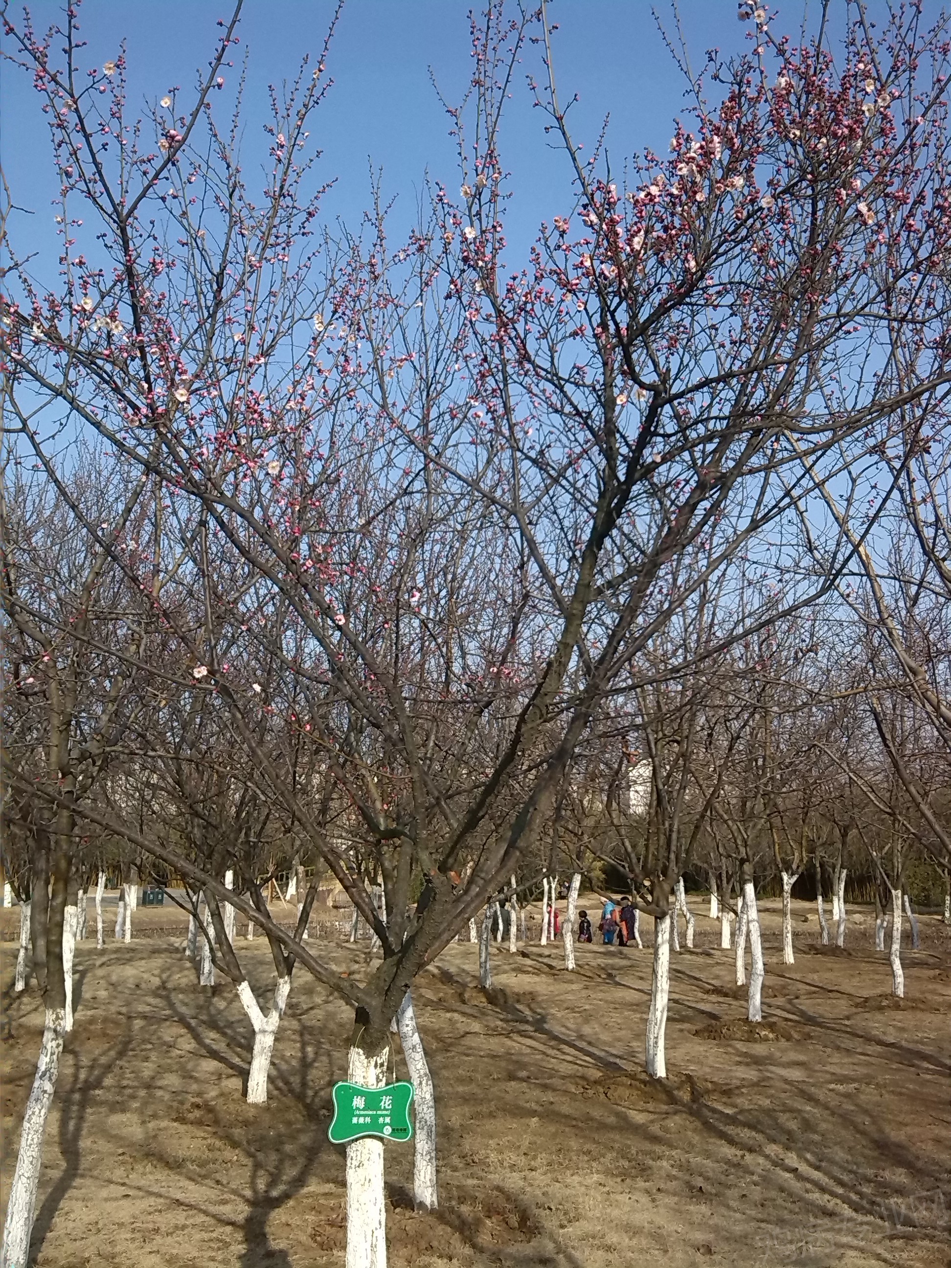IMG_20150218_154102.jpg
