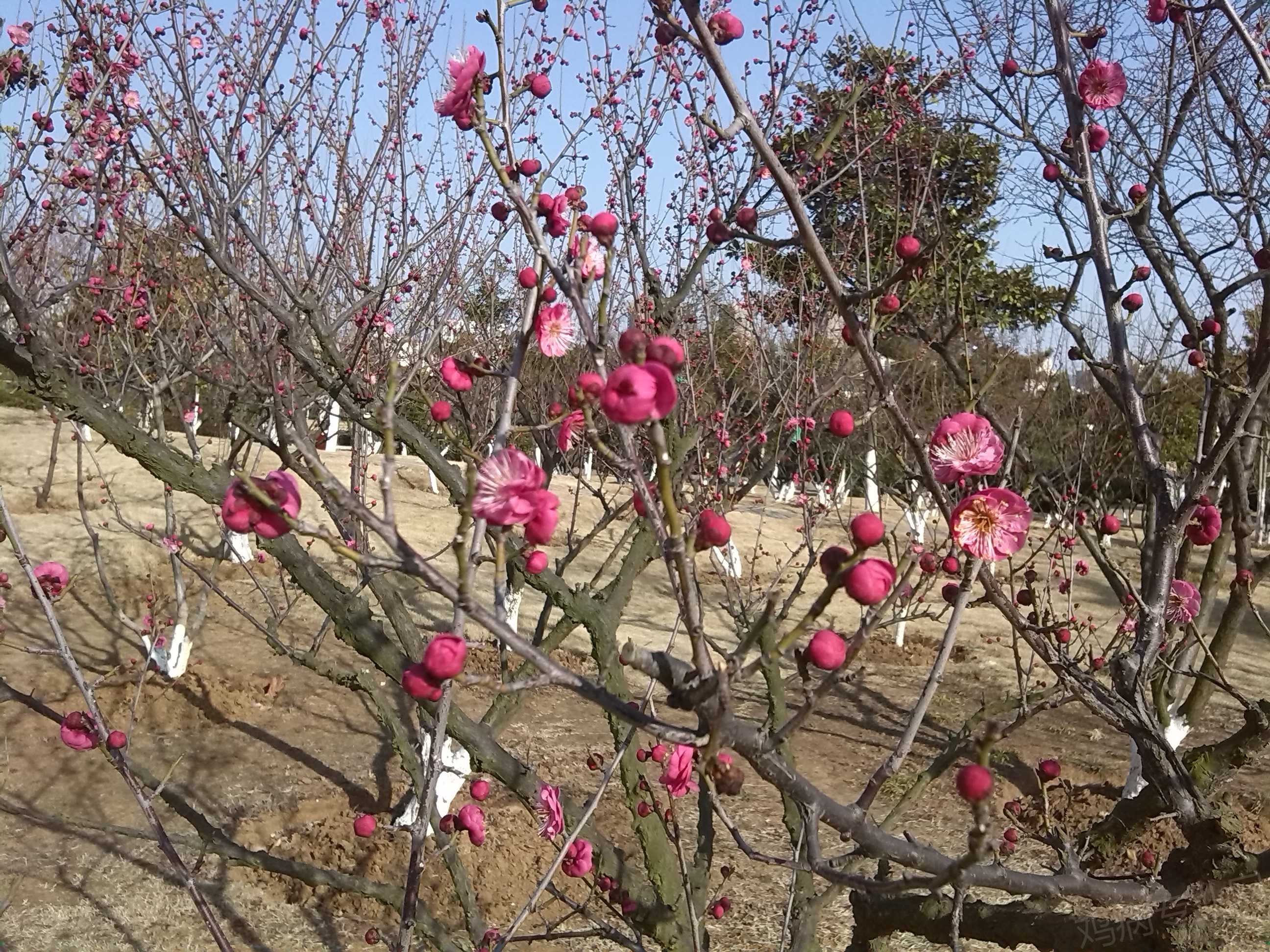 IMG_20150218_150420.jpg