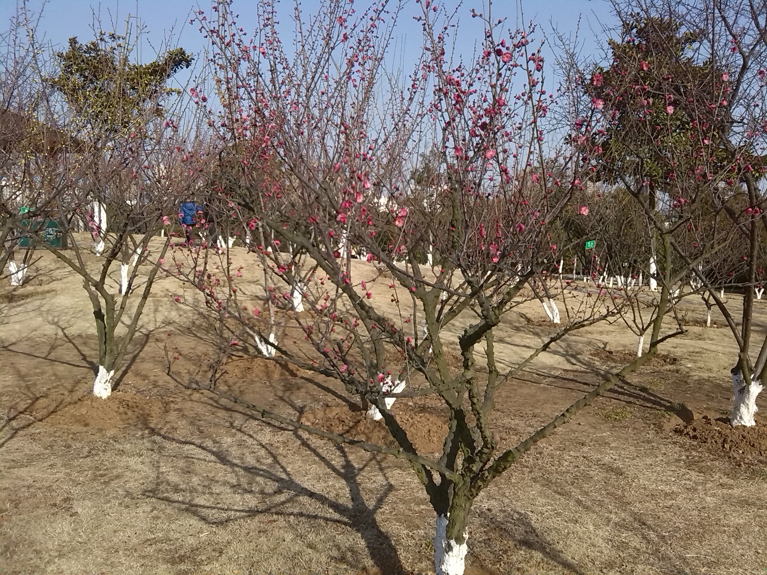 IMG_20150218_150950.jpg