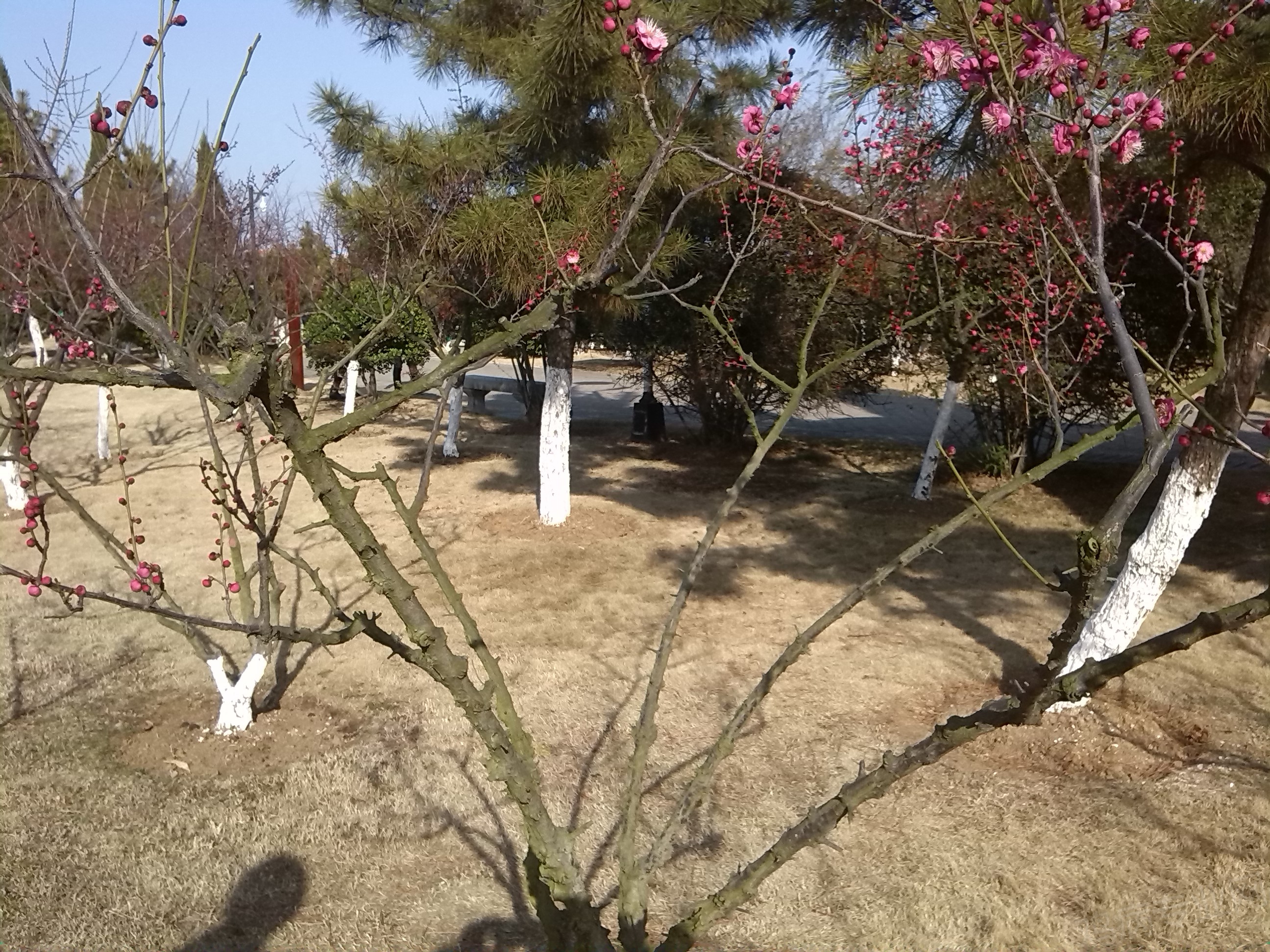IMG_20150218_151736.jpg