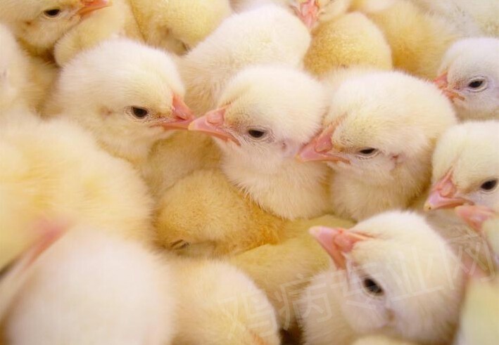 如何选择优质雏鸡?好的鸡苗配上好的管理,相信你一定能养出一棚好鸡