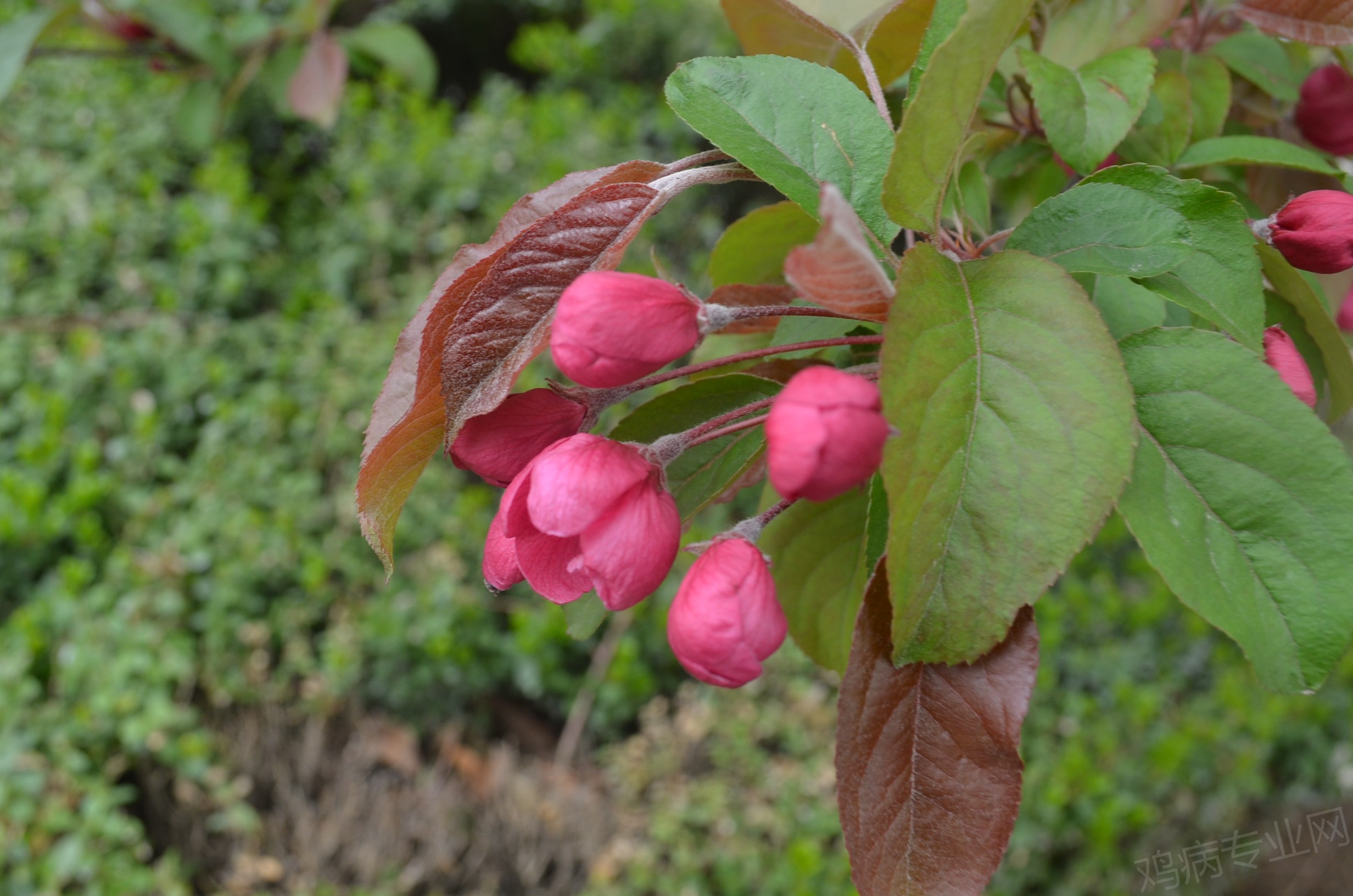 DSC_1103.JPG