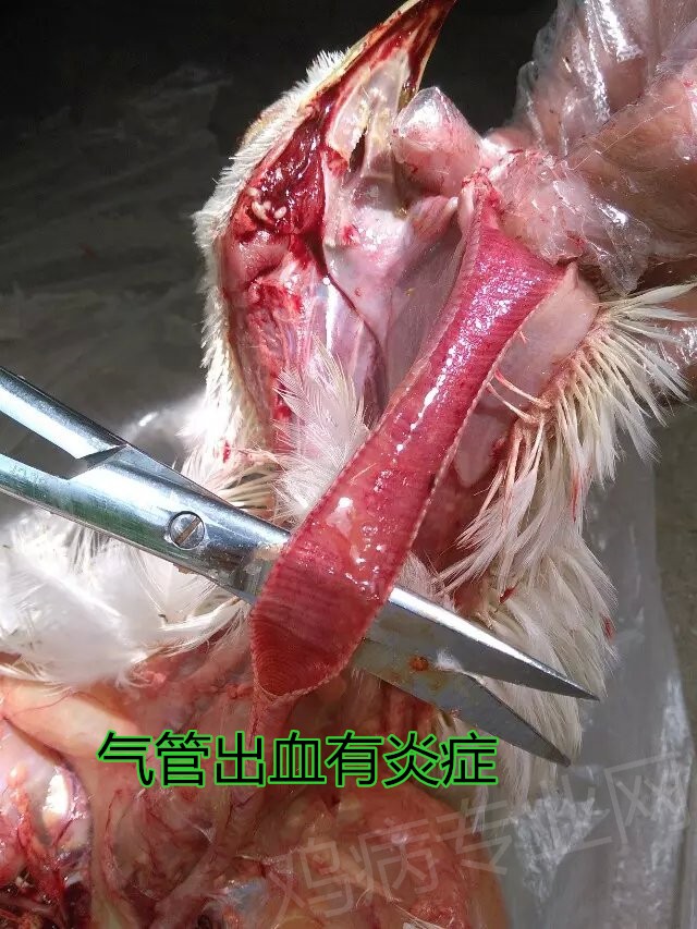 对于鸡气管内有粘稠液体,支气管堵塞的治疗原则及顺序