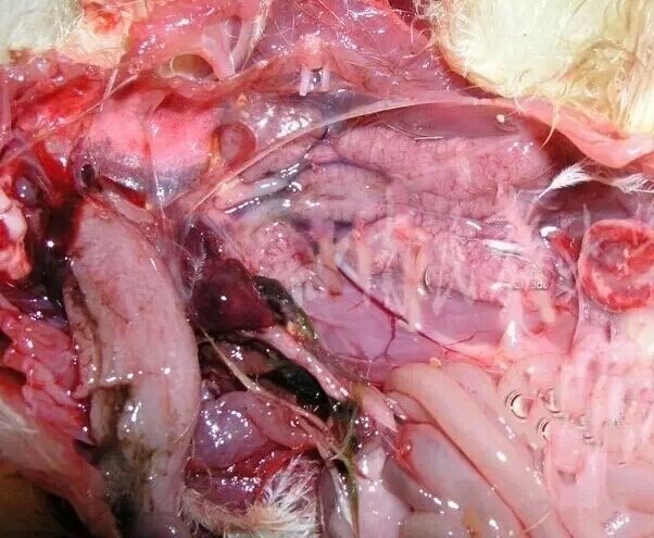 鸭霍乱与鸭瘟的区别图解