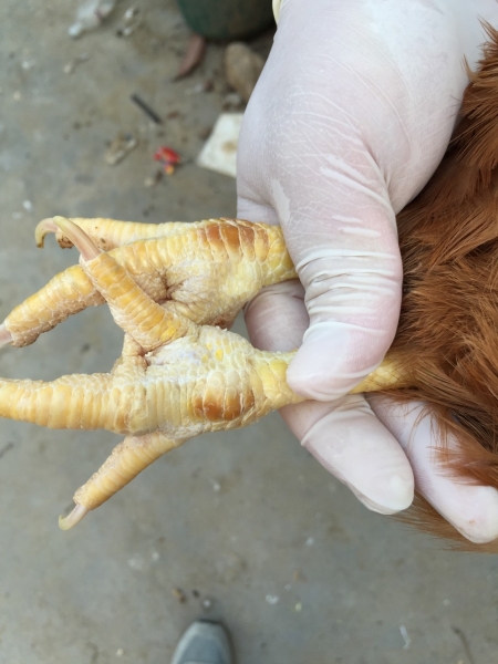 蛋鸡410日龄鸡爪肿大 - 蛋鸡养殖(饲养管理,疾病防控) - 鸡病专业网论