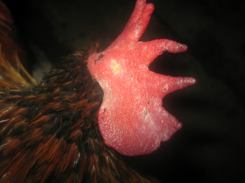 鸡冠发白求救 - 第2页 - 武现军(禽病临床诊断) - 鸡病专业网论坛