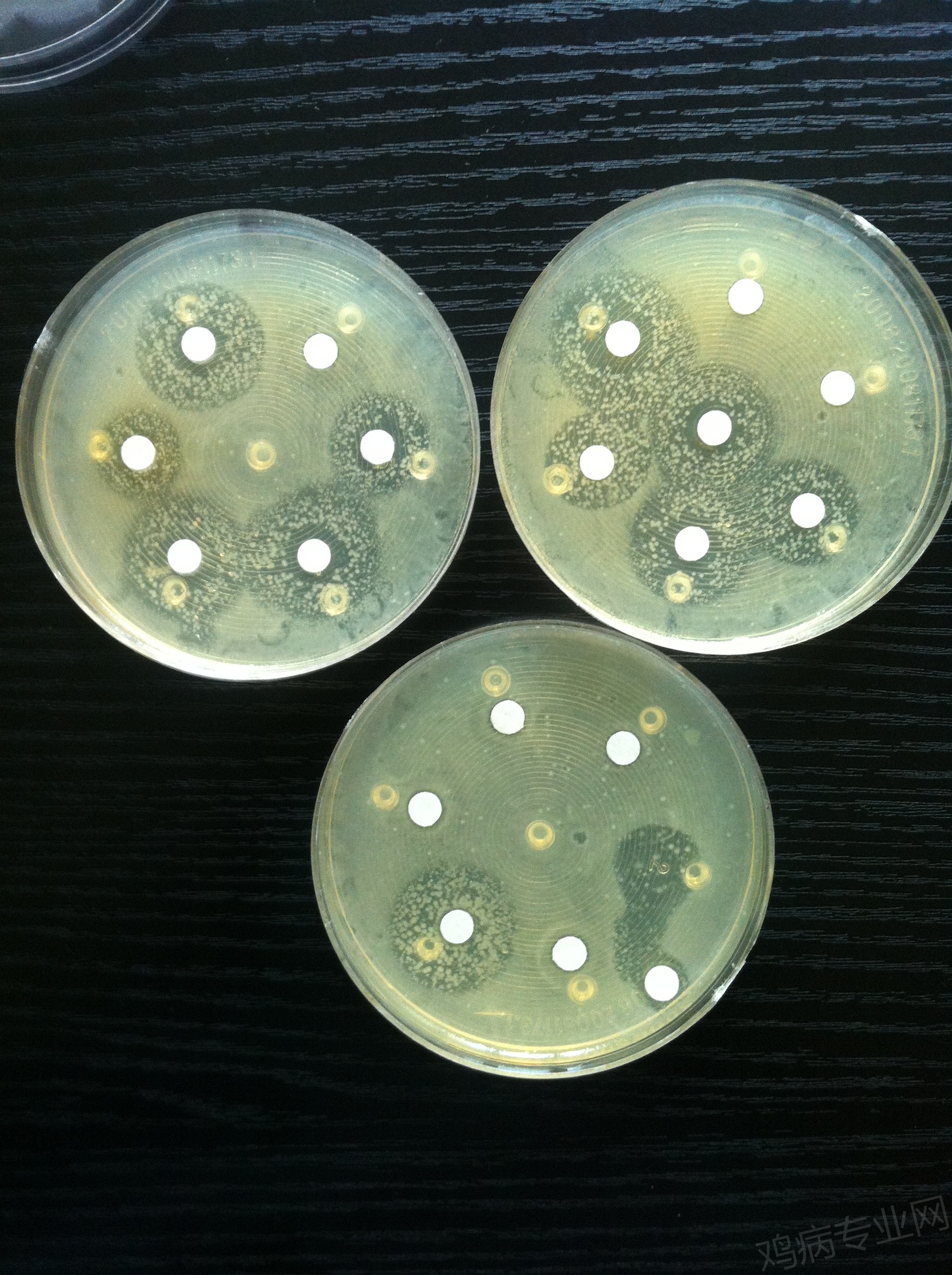 药敏结果不理想,抑菌圈很大,但不彻底,可能是混合感染