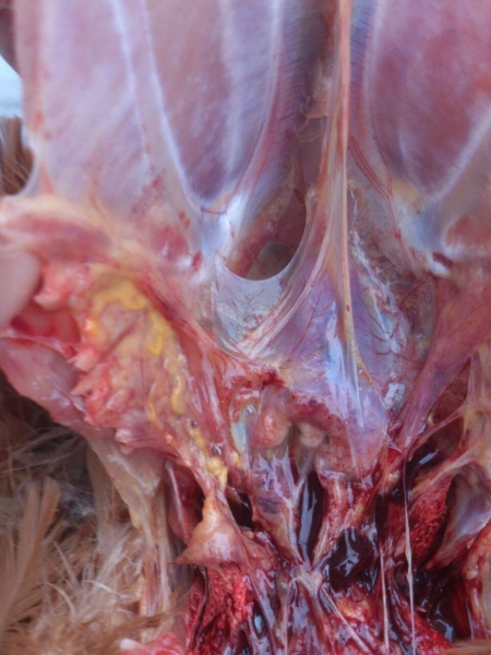 胸部气囊浑浊有黄色干酪样物