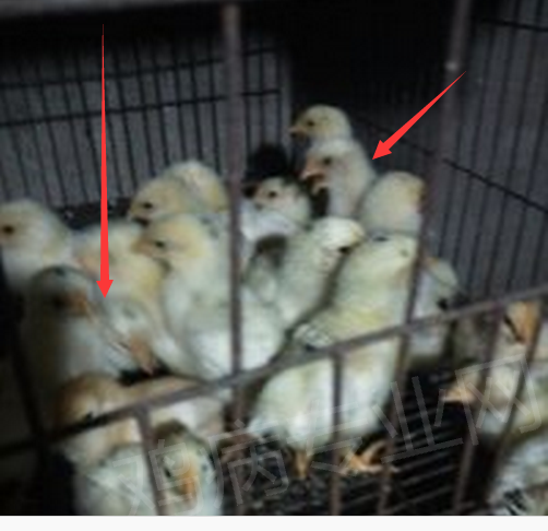QQ截图20160223112501.png