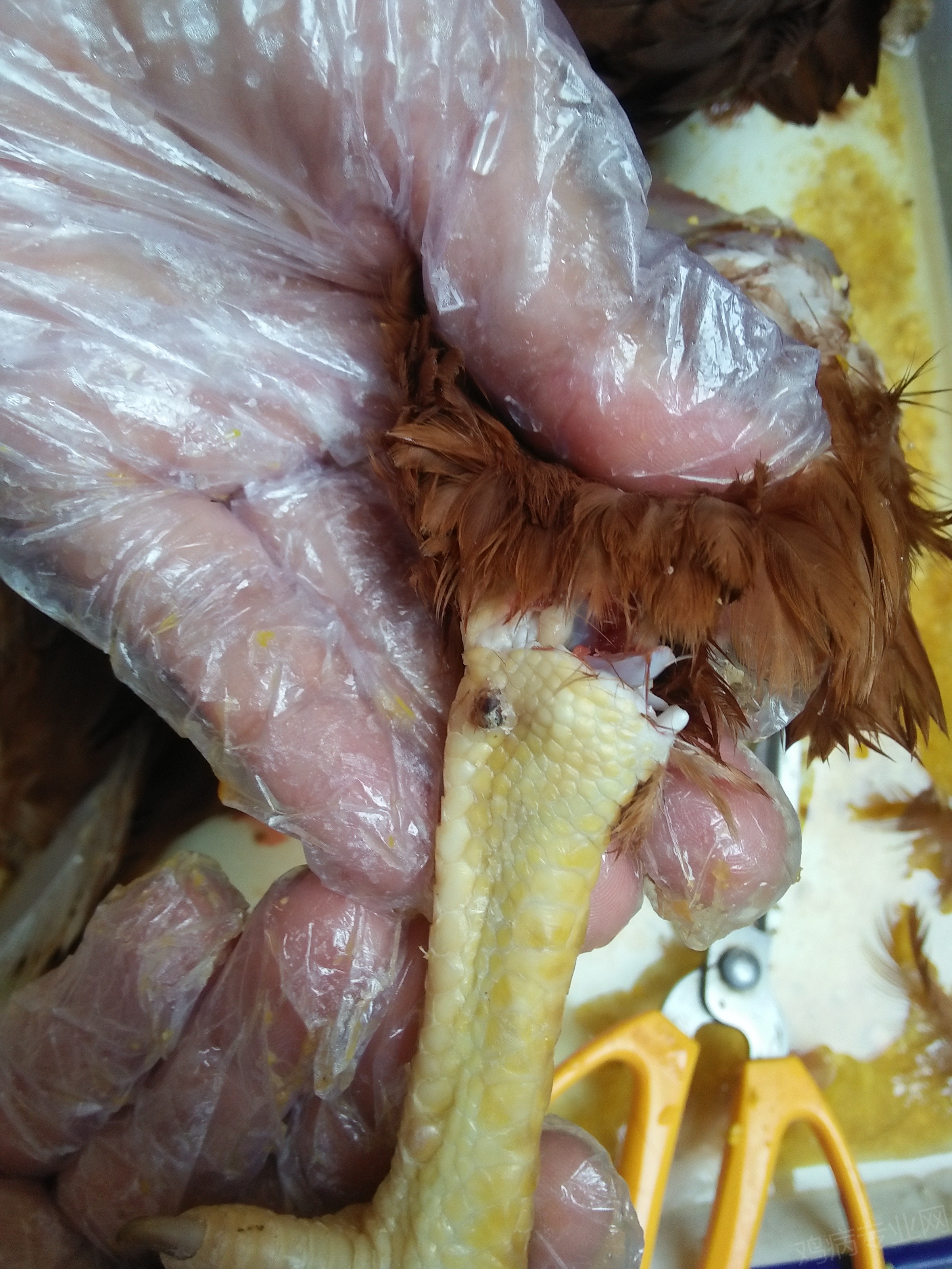 鸡感染鸡痘的原因?