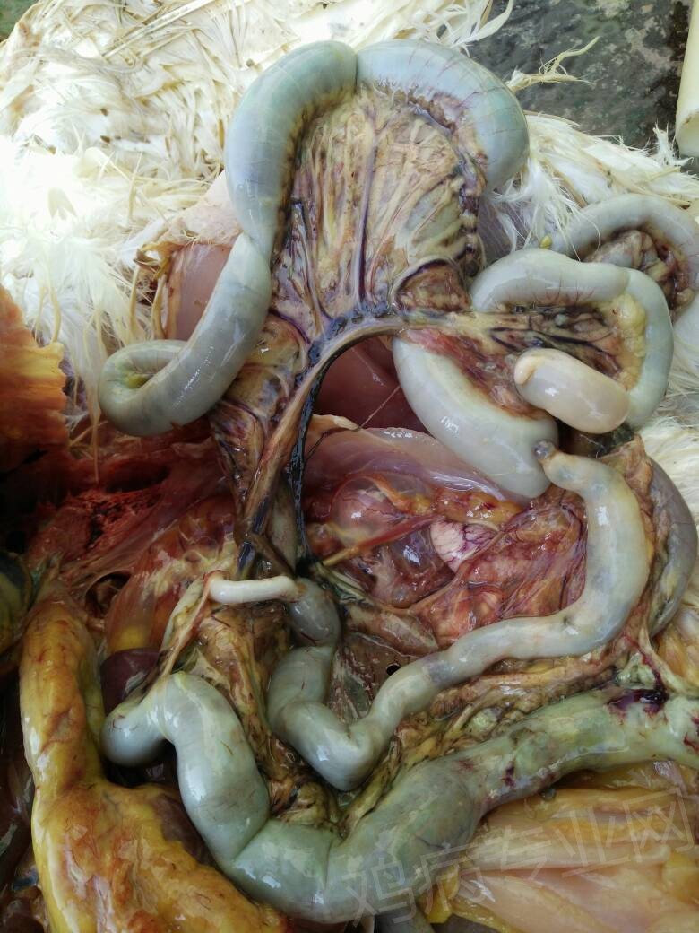 求助罗斯308肉种鸡32周龄