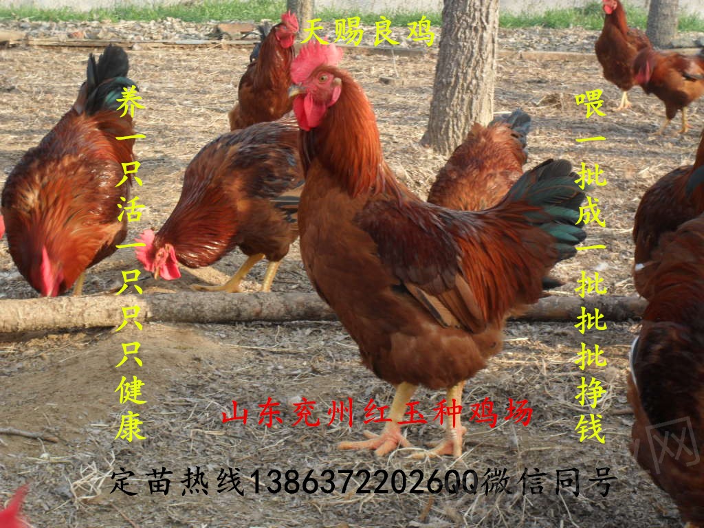 红公鸡对联.jpg
