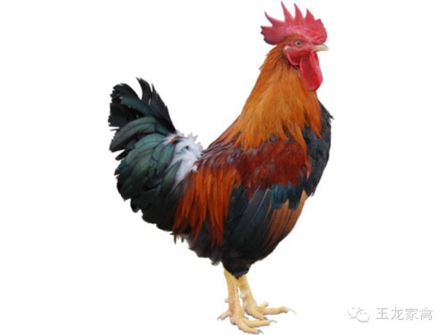 麻鸡.jpg