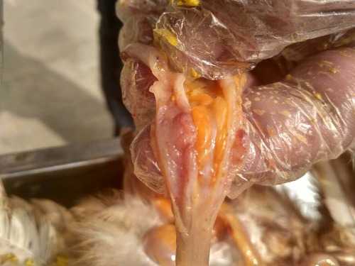 病鸡解剖图片