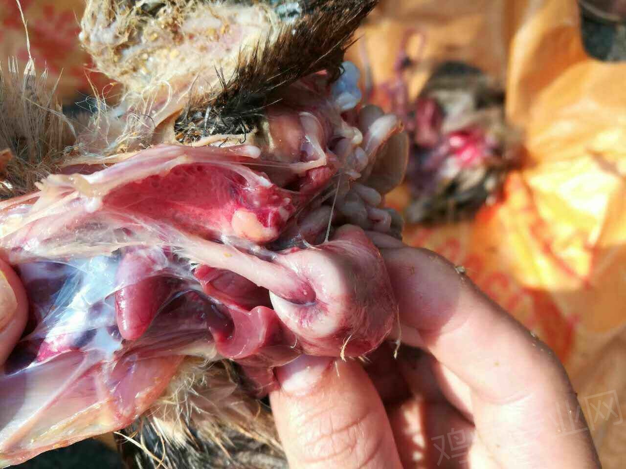 腺胃缩进肌胃1.jpg