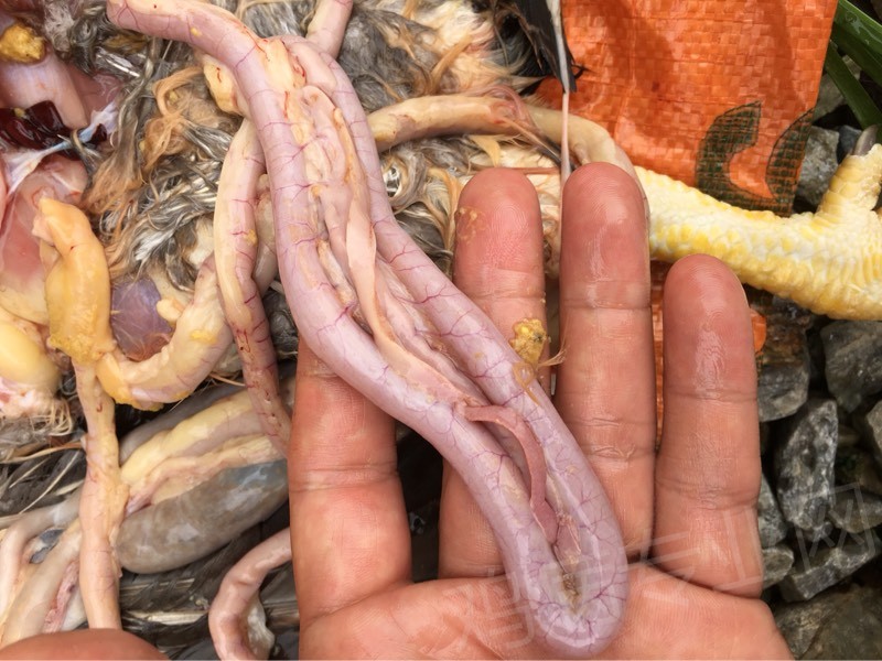 求助老师 - 佐君畜牧(疾病诊治与防控) - 鸡病专业网论坛