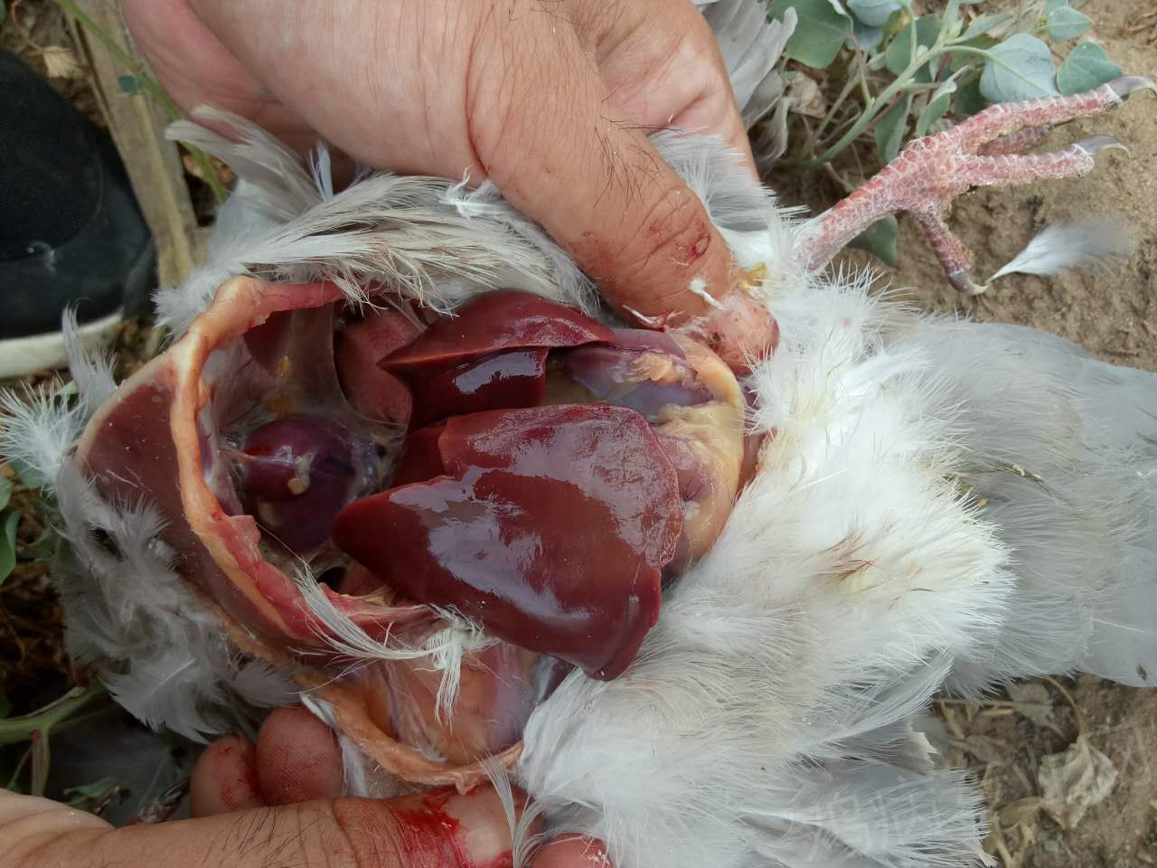 求解鸽子的病止不住死亡感谢各位老师