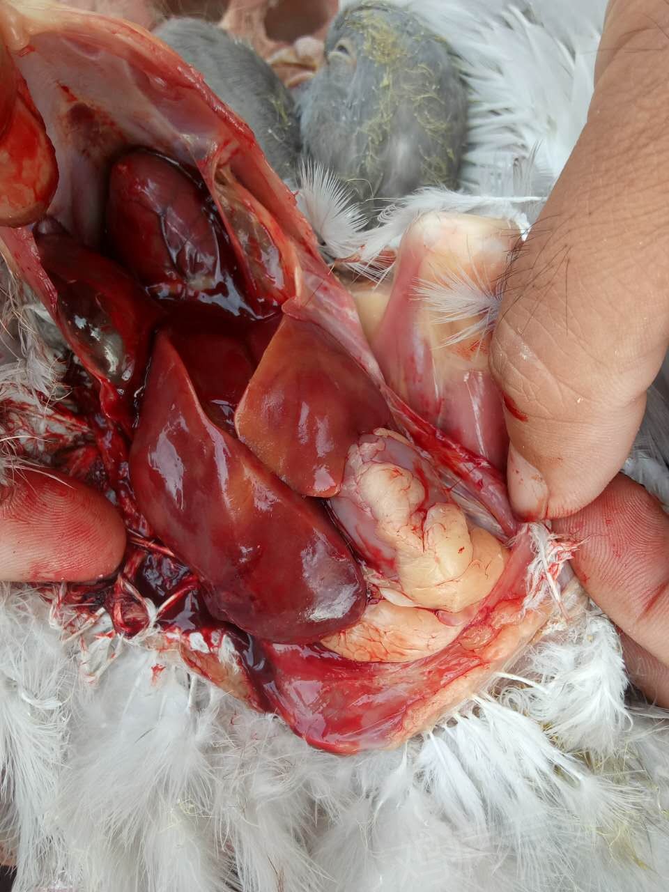 求解鸽子的病,止不住死亡,感谢各位老师