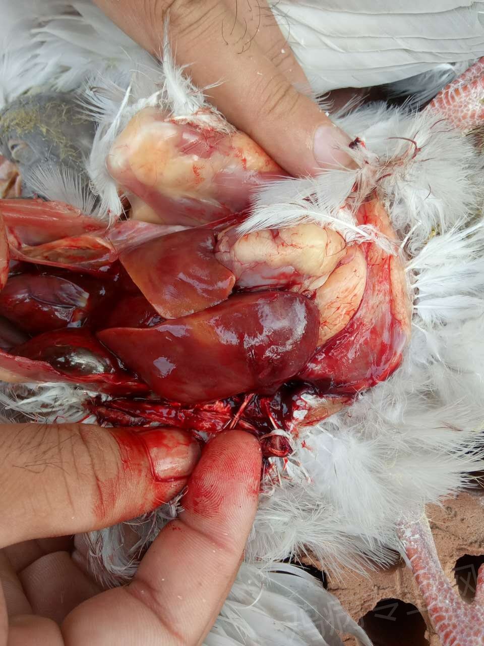 求解鸽子的病止不住死亡感谢各位老师