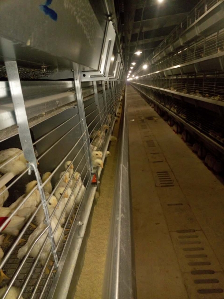 笼养白羽肉鸡育雏期饲养