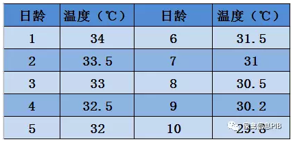 817肉鸡育雏六个关键点