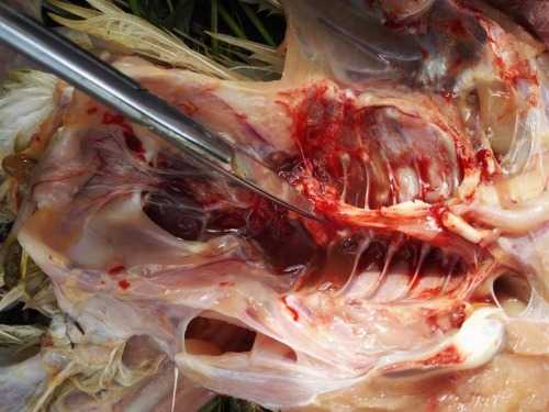 粪肠球菌病例青年鸡白羽黄羽肉杂鸡均可发病