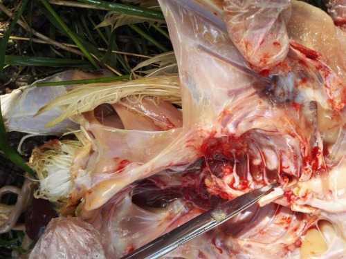 粪肠球菌病例青年鸡白羽黄羽肉杂鸡均可发病