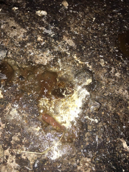 湿热泻痢西红柿样粪便治疗效果反馈