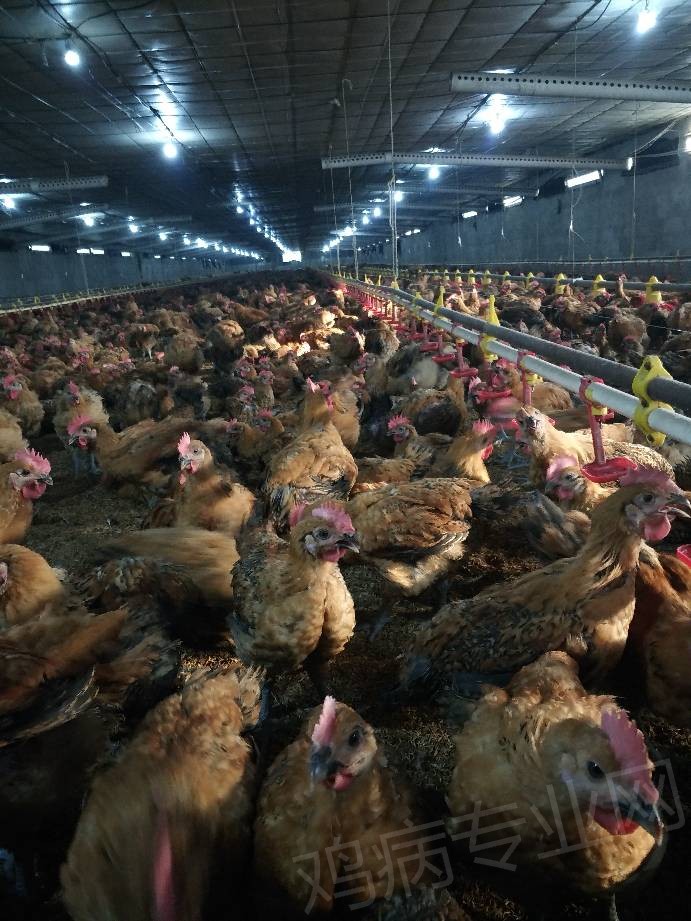 网养改地养麻鸡 - 第16页 - 养鸡日记区 - 鸡病专业网论坛