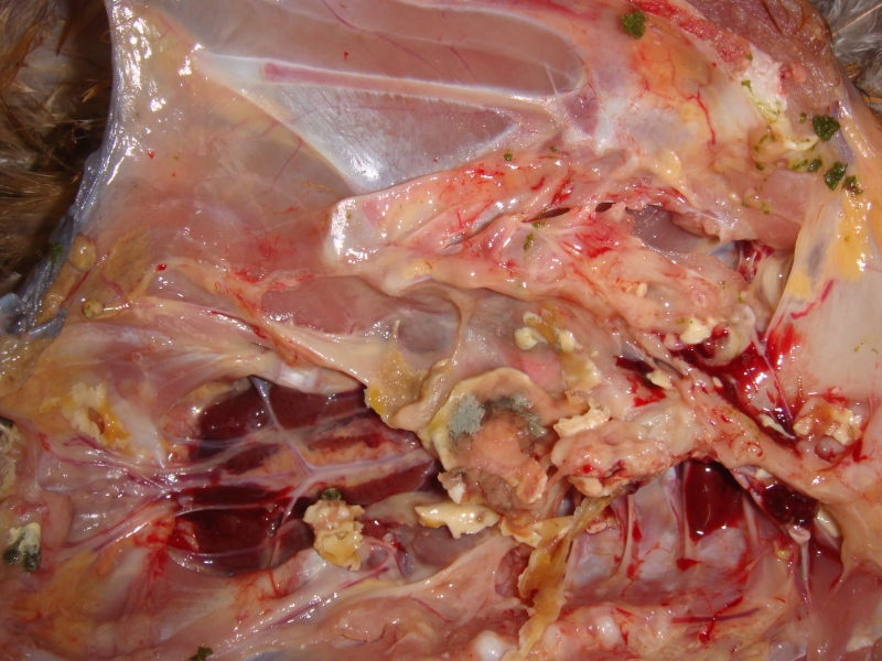 刚刚市场发回的麻鸡霉菌病病例