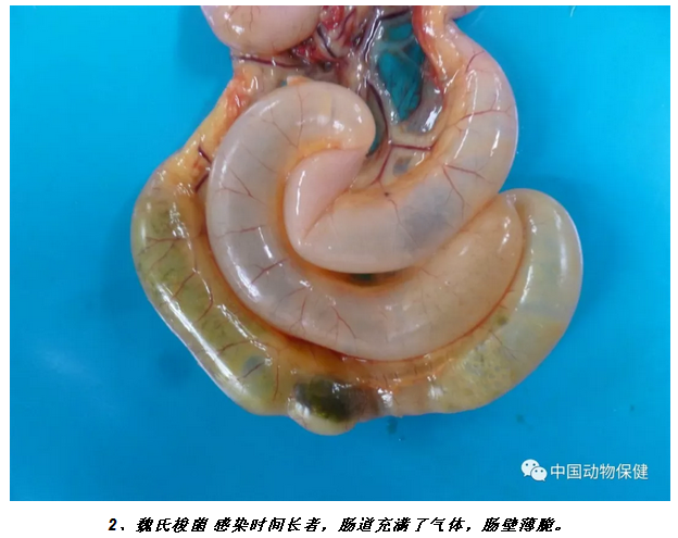 鸡魏氏梭菌感染与球虫病新城疫禽流感临床鉴别诊断