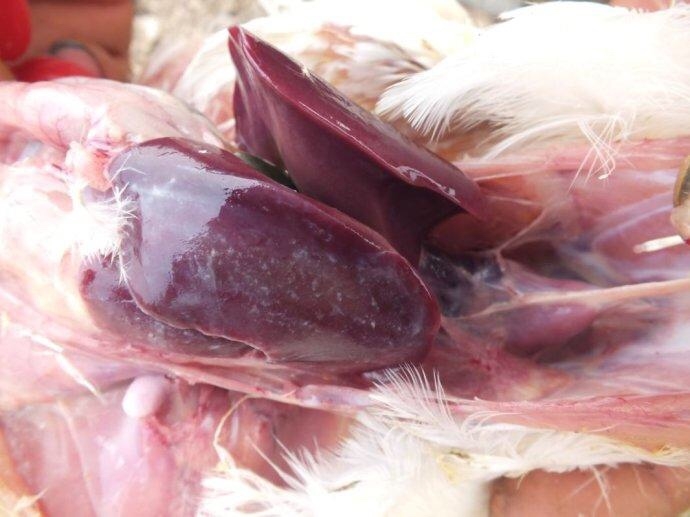 鸡得了大肠杆菌怎么治鸡大肠杆菌解剖图