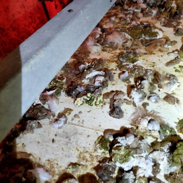 求教鸡群拉绿粪问题