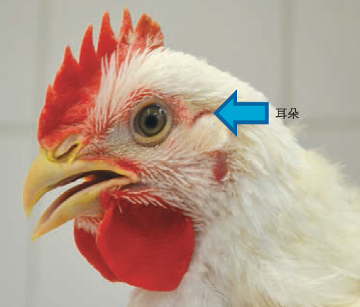 这才是解剖家禽的正确打开方式农场实用解剖指南onfarmpostmortem