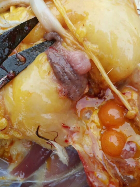 前殖吸虫 - 蛋鸡养殖(饲养管理,疾病防控) 鸡病专业网论坛