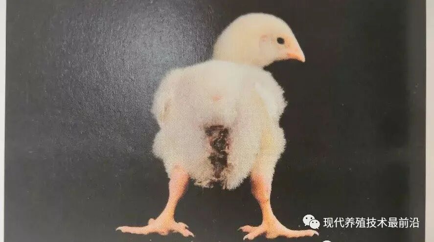 qw10.jpg
