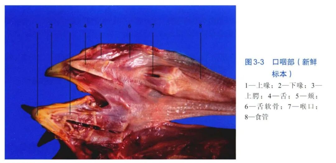 qw6.jpg