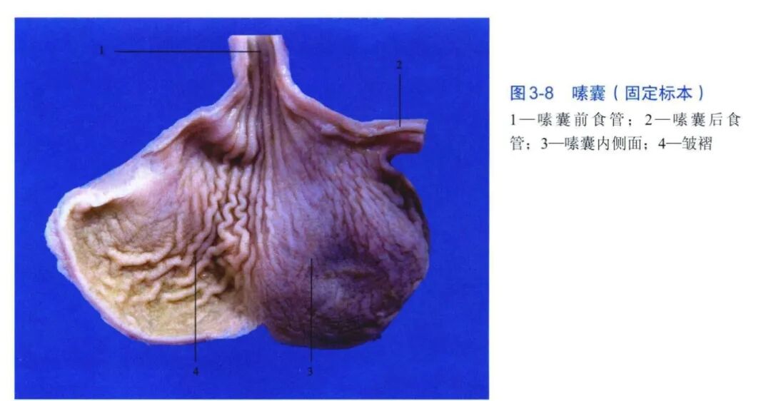qw8.jpg