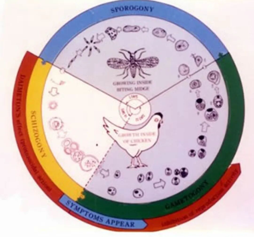 qw6.jpg