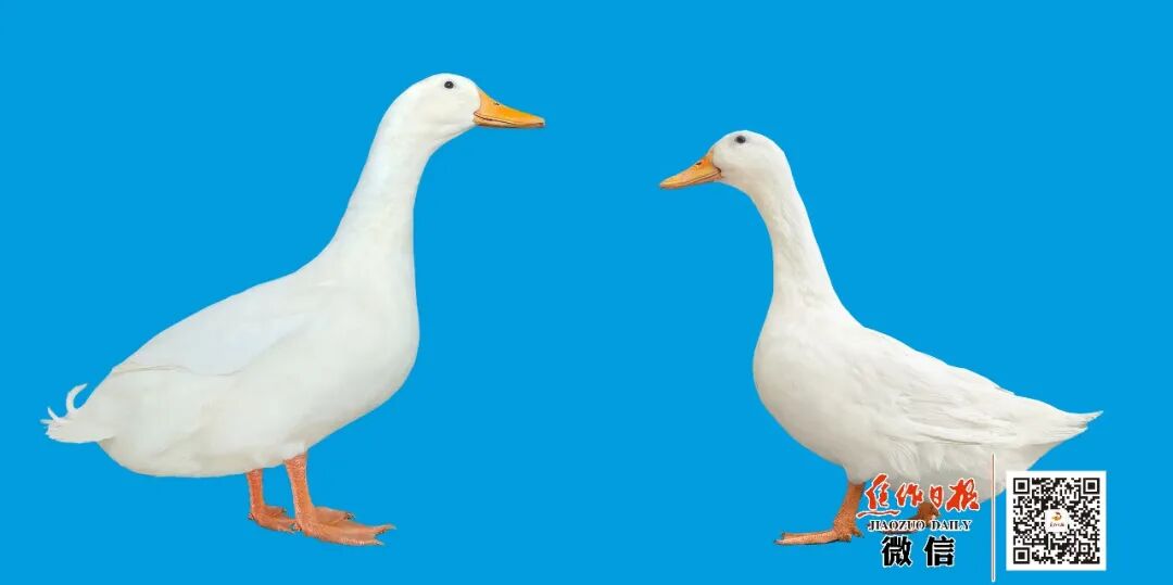 qw4.jpg