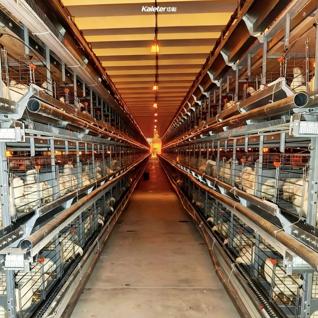 1cd25ed64525b5970e4fa7d61e0fe4b7.png