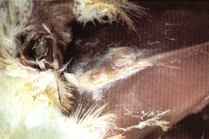 20060602112804236[1].gif
