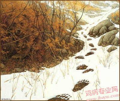 熊躺在哪里？