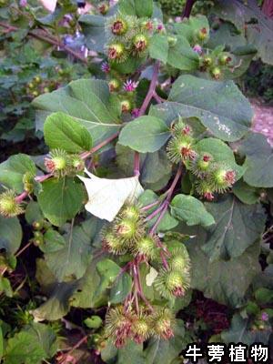 中药知识(牛蒡子)